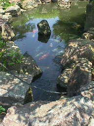 Pond with goldfish.