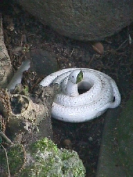 Close-up of a snake miniature.